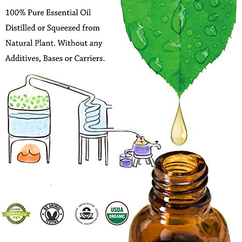 Set de aceites esenciales-DALEME de grado terapéutico TOP6 100% puro aromaterapia aromática Lavanda/Hierba de Limón/Menta/Eucalipto/Árbol de té/Naranja dulce para Humidificador y Difusor Aroma