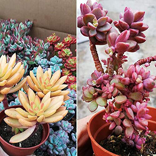 TELLW - Piedras para plantar suelos nutritivos tipo general de perlita para varias carnes, piedra vermiculita volcánica y perlita