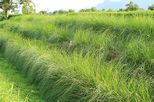 VERMIORGANIC Planta Vetiver Ecológica, 80 Unidades. Evita la erosión, sirve como contención de taludes y se usa para la depuración de aguas. PROMOCIÓN OTOÑO