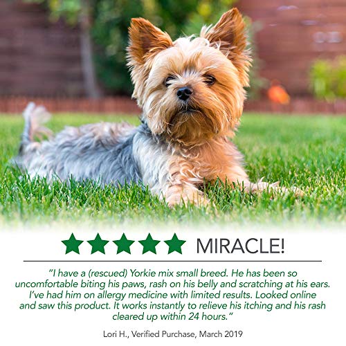 Vet's Best Perro Punto Caliente Itch Relief Foam | Alivia la piel seca del perro, la erupción, rasguño, lamer, la piel con picazón y puntos calientes. Sin picaduras y sin alcohol, 470ml