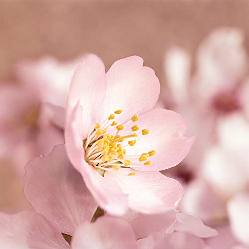 Weleda Crema de manos para piel sensible a almendras, 50 ml