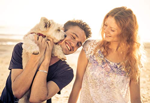 Zestlife el mejillón labiado verde para perros alta resistencia 90 cápsulas