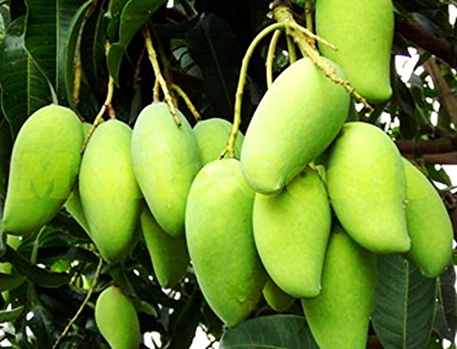 1bag = 2pcs semillas GIGANTE MANGO árbol raro HIERBA exóticas frutas deliciosas semillas de mini maceta bonsai cereza Hogar y jardín envío libre