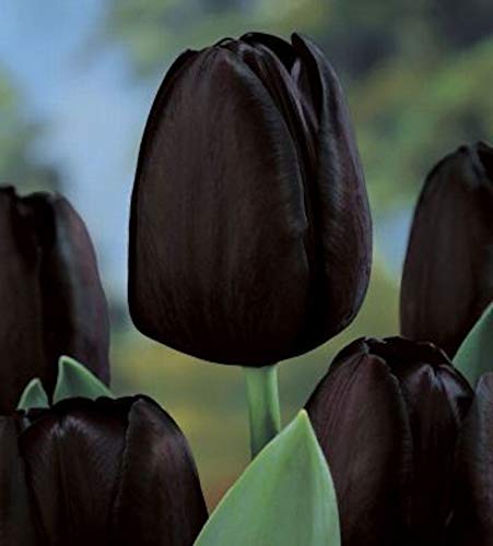 20 Bulbos de Tulipàn negro holandés de alta calidad (QUEEN OF NIGHT)