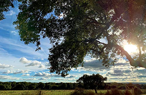 aBeiou. Pieza 1kg Paleta JAMON DESHUESADO GRAN RESERVA DUROC PREMIUM. curación superior a 18–20 meses (jamón al vacío) fabricado en Guijuelo (Salamanca). Producto de la península Ibérica.