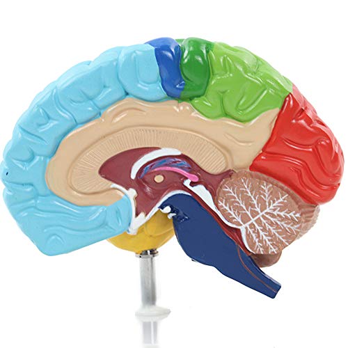 AIOXY cerebro humano 1: 1 Área funcional anatomía Modelo Medicina Enseñanza Vida tamaño de la anatomía del cerebro anatomia esqueleto cráneo de despiece