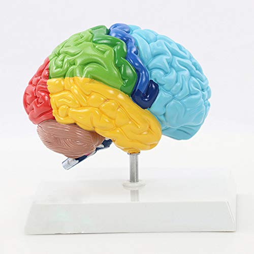 AIOXY cerebro humano 1: 1 Área funcional anatomía Modelo Medicina Enseñanza Vida tamaño de la anatomía del cerebro anatomia esqueleto cráneo de despiece