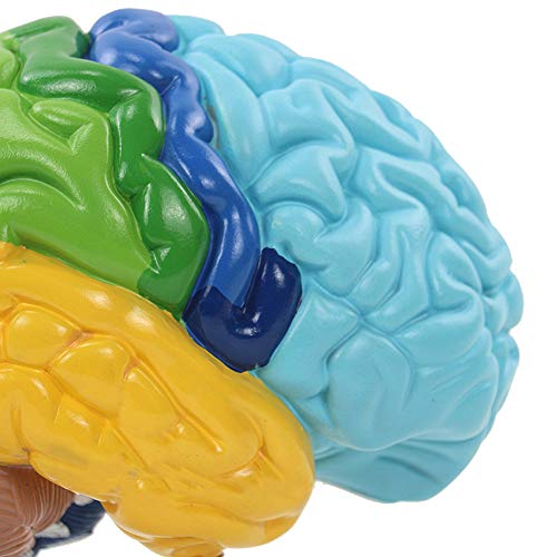 AIOXY cerebro humano 1: 1 Área funcional anatomía Modelo Medicina Enseñanza Vida tamaño de la anatomía del cerebro anatomia esqueleto cráneo de despiece