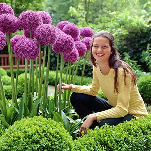 Allium gigante (Allium giganteum), 30 semillas por paquete, resistente al invierno