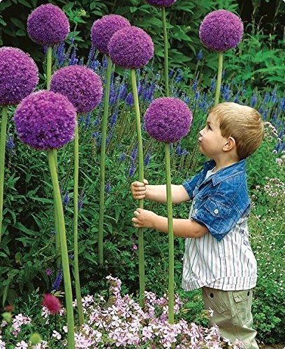 Allium gigante (Allium giganteum), 30 semillas por paquete, resistente al invierno
