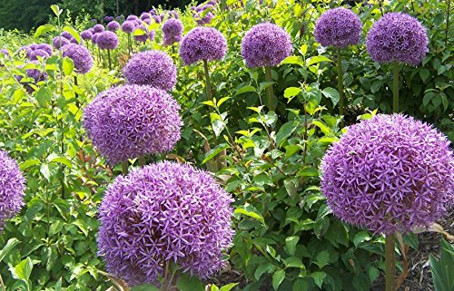 Allium gigante (Allium giganteum), 30 semillas por paquete, resistente al invierno