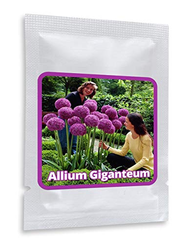 Allium gigante (Allium giganteum), 30 semillas por paquete, resistente al invierno