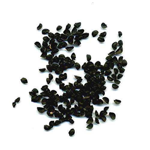 Allium gigante (Allium giganteum), 30 semillas por paquete, resistente al invierno