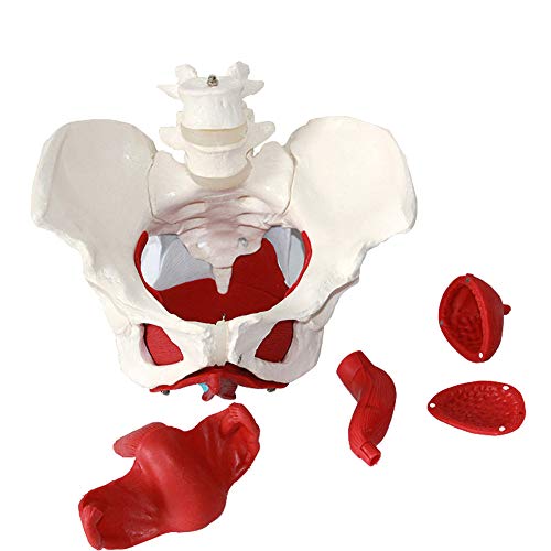 Anatomía de la pelvis femenina músculos del suelo pélvico y los órganos reproductivos, Músculos Anatomische Modelle Laborbedarf Órganos extraíbles incluyen útero, colon y vejiga
