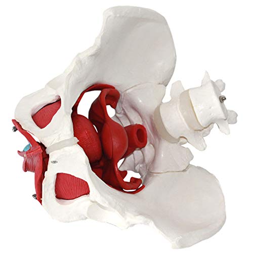 Anatomía de la pelvis femenina músculos del suelo pélvico y los órganos reproductivos, Músculos Anatomische Modelle Laborbedarf Órganos extraíbles incluyen útero, colon y vejiga