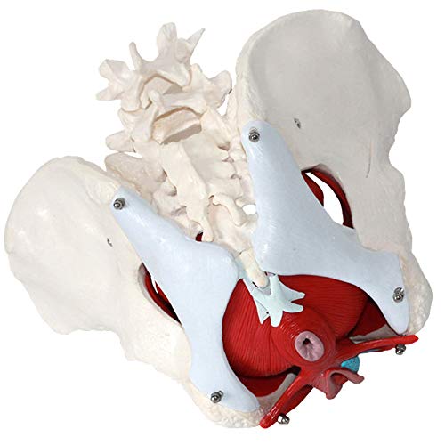 Anatomía de la pelvis femenina músculos del suelo pélvico y los órganos reproductivos, Músculos Anatomische Modelle Laborbedarf Órganos extraíbles incluyen útero, colon y vejiga