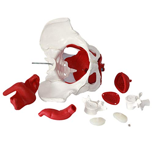 Anatomía de la pelvis femenina músculos del suelo pélvico y los órganos reproductivos, Músculos Anatomische Modelle Laborbedarf Órganos extraíbles incluyen útero, colon y vejiga