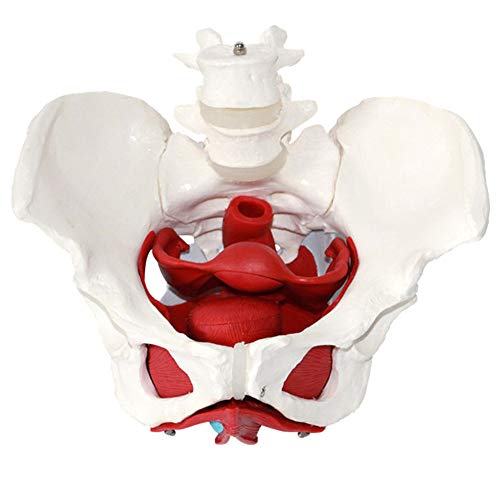 Anatomía de la pelvis femenina músculos del suelo pélvico y los órganos reproductivos, Músculos Anatomische Modelle Laborbedarf Órganos extraíbles incluyen útero, colon y vejiga