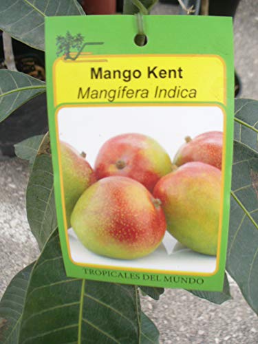 Árbol de Mango - planta - Maceta tubo - Altura aprox. 1,50m. - Planta viva -