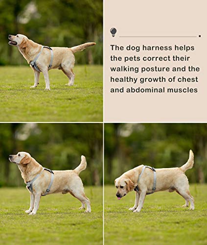 Arnés para Perros sin tirón, Mejor Entrenamiento Reflectante para Caminar al Aire Libre, Malla Acolchada en el Pecho Transpirable Ajustable, con Regalo 1 Campana pequeña Gratis