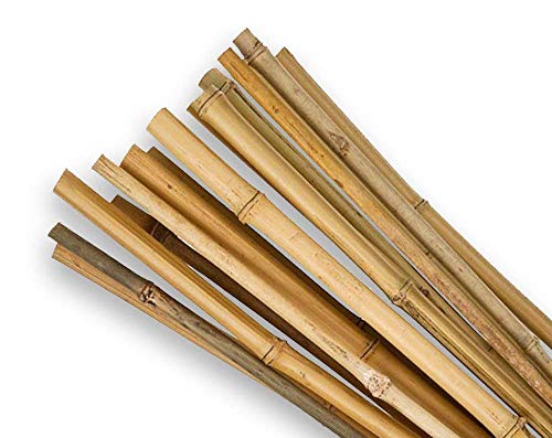 Cañas de bambú SupaGarden de 60 cm de alta calidad, extra fuertes, paquete de 20