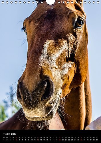 Chevaux En Portraits 2017: Portraits De Chevaux En Liberte Et Studio (Calvendo Animaux)