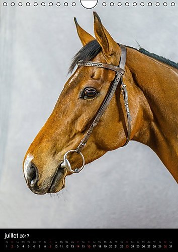 Chevaux En Portraits 2017: Portraits De Chevaux En Liberte Et Studio (Calvendo Animaux)