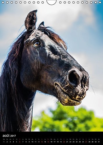 Chevaux En Portraits 2017: Portraits De Chevaux En Liberte Et Studio (Calvendo Animaux)