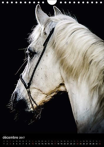 Chevaux En Portraits 2017: Portraits De Chevaux En Liberte Et Studio (Calvendo Animaux)