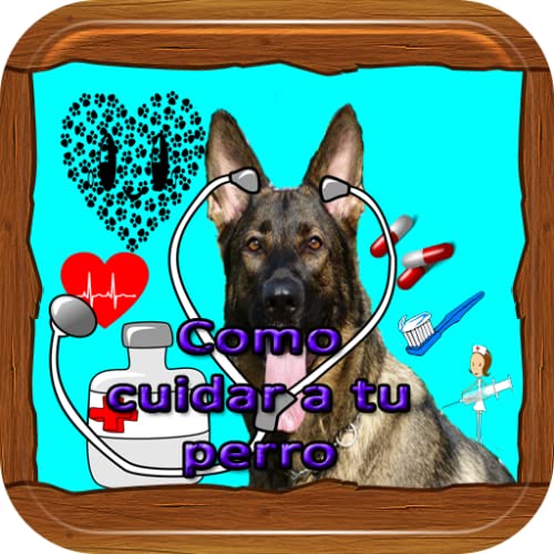 Como Cuidar a tu perro