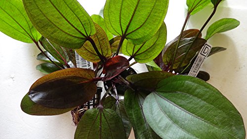 Echinodorus St. Elmo's Fire - Plantas Naturales para acuarios