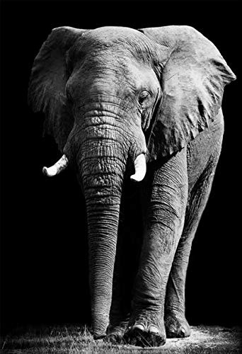 Elefante Pinturas sobre lienzo Animales en blanco y negro Carteles e impresiones de pared Cuadros de pared para sala de estar Sin marco