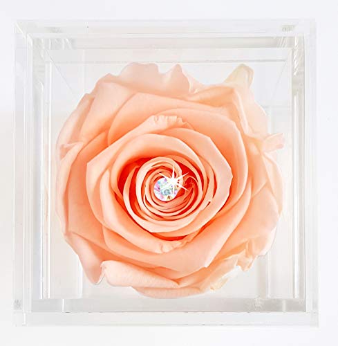 Eternal Petals Rose That Lasts A Year - The Unique Gift for Women and Men, an, Birthday Gift - White Gold Solo with Multicolour Swarovski Crystal (Delicious Peach)