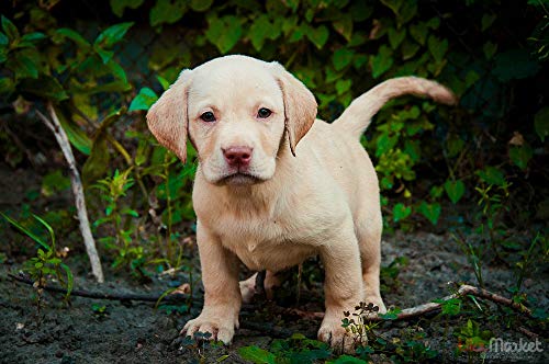 fancjj Puzzle 1000 Piezas-Labrador Retriever-Adult Kids Toy Juego Intelectual Juego Educativo para50x75cm(20x30 Pulgadas)