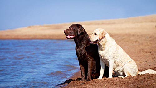 fancjj Puzzle 1000 Piezas-Labrador Retriever-Large Puzzle Game Obra de Arte para Adultos Adolescentes Jugando en50x75cm(20x30 Pulgadas)