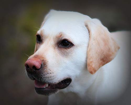 fancjj Puzzle 1000 Piezas-Labrador Retriever-Puzzles de cartón, Juegos educativos, Rompecabezas de desafío Cerebral para niños50x75cm(20x30 Pulgadas)