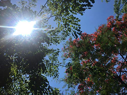 Gancho de extensión 10 Piezas para Mascarillas Prevenir el Dolor de Oído, Extensor de Correa de Máscara Hebilla de Extensión de Máscara Ajustable Gancho De Extensión