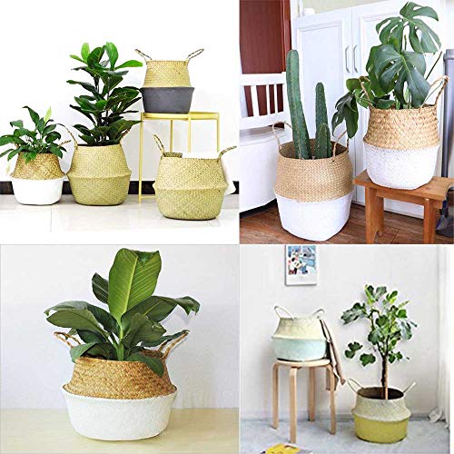 Gwolf Canasta Tejida Redonda de Algas Marinas Canasta de Almacenamiento de Escritorio Artesanías Artesanías Plegables Canastas de Vientre de Algas Marinas Naturales