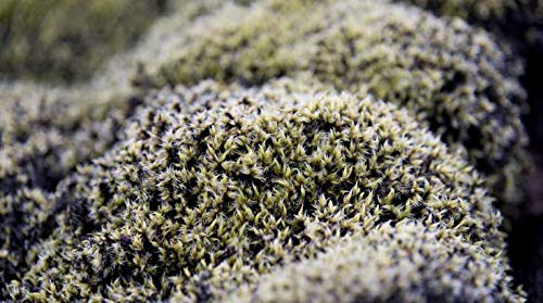 Indigo Herbs Musgo de Islandia 100g