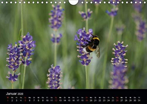 Kattobello, K: Heimische Insekten Welten (Wandkalender 2020