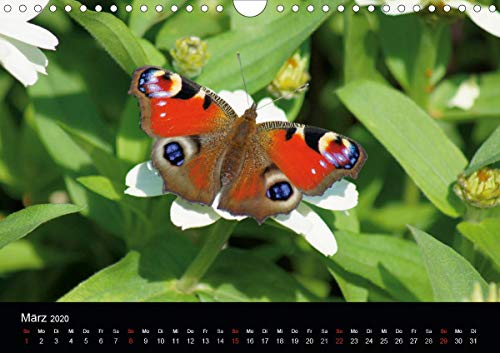 Kattobello, K: Heimische Insekten Welten (Wandkalender 2020