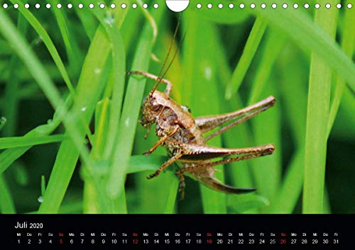 Kattobello, K: Heimische Insekten Welten (Wandkalender 2020