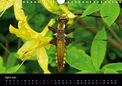 Kattobello, K: Heimische Insekten Welten (Wandkalender 2020
