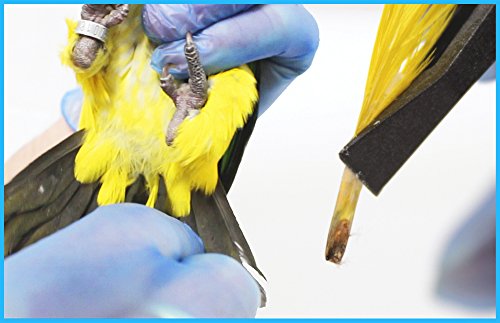 Kit de Sexado de Aves por ADN para Loros, Agapornis, Cacatúas, Guacamayo, (300 Psitácidas más) - ENVÍO GRATIS - Incluido Certificado de sexaje.