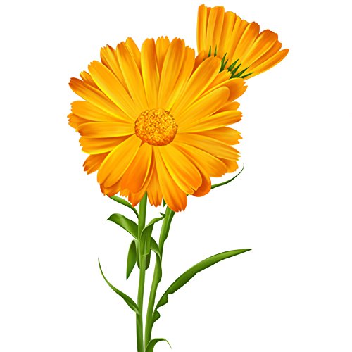 logona Natural cosmético Reich haltiger Lip Balm, 2 unidades (2 x 4.5 Grams)