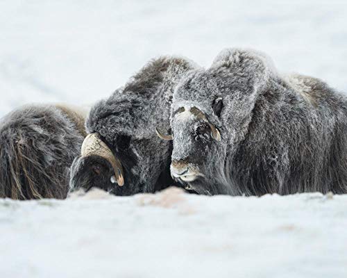 Lsping Puzzle Adultos 1000 bueyes almizcleros Animales