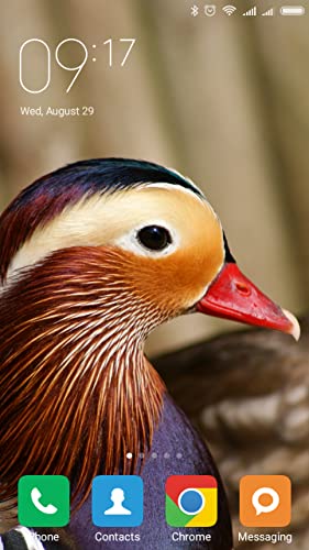 Mandarin duck Wallpapers