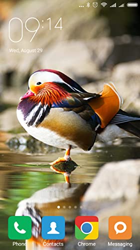 Mandarin duck Wallpapers