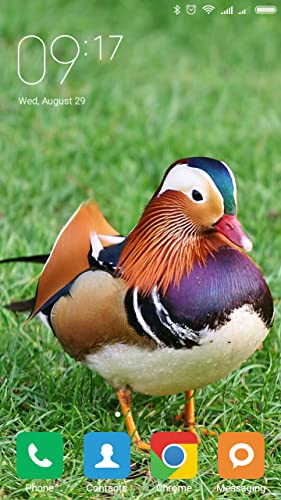 Mandarin duck Wallpapers