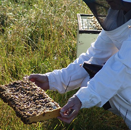 Miel de Manuka 800+ MGO 250g. Producida en Nueva Zelanda, activa y cruda, 100% pura y natural. Metilglioxial probado por laboratorios acreditados. NATURALEPIÙ